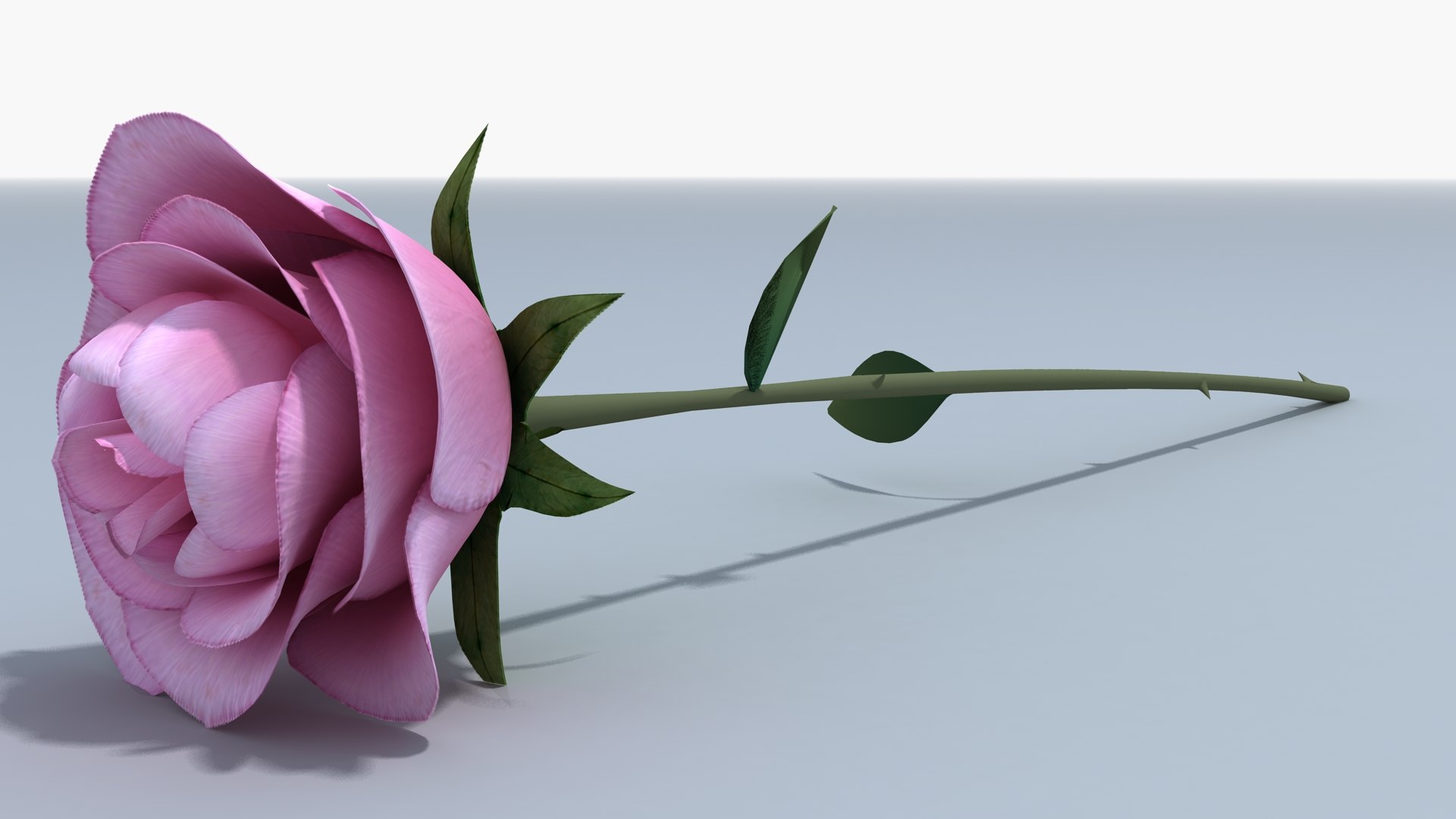 3d Model White Rose