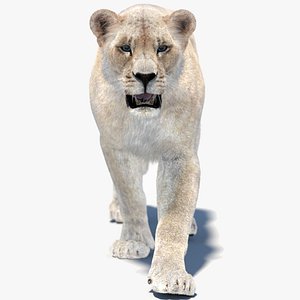 Animated White Lioness 3D Model