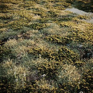 3D HelliosVegetation Grass 01 Forest Pack