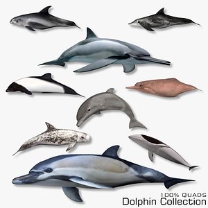 Dolphin Collection 3D