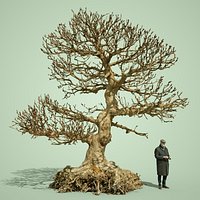 Stylised Dead Tree 1