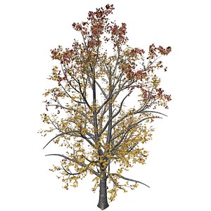 3D Mountain Maple Tree in Fall - 01 -