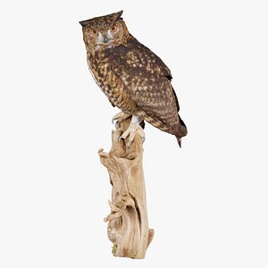 Cape Eagle Owl Bubo Capensis Strigidae Remastered model