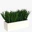 Grass in a pot 2