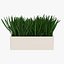 Grass in a pot 2