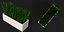 Grass in a pot 2