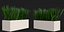 Grass in a pot 2