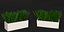 Grass in a pot 2