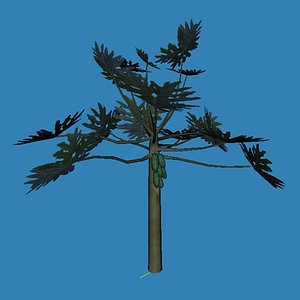 3d papaya tree plant