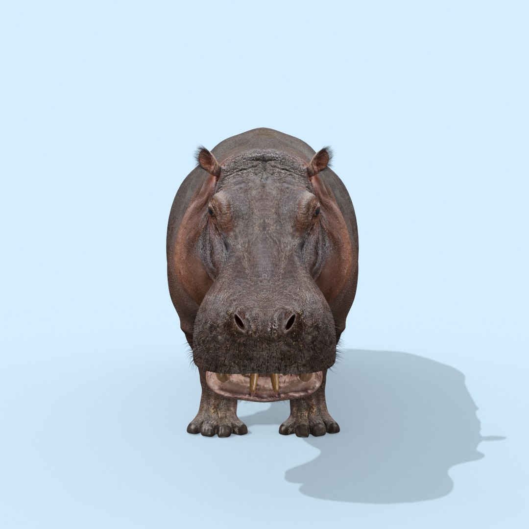 Pro Elephant - Rhino and Hippo TRIO 8K 3D model https://p.turbosquid.com/ts-thumb/7d/Hkj3uZ/2O/oui14/jpg/1765907886/1920x1080/fit_q87/0eadf2d8687f8dae52e381bece8106321ffafd68/oui14.jpg
