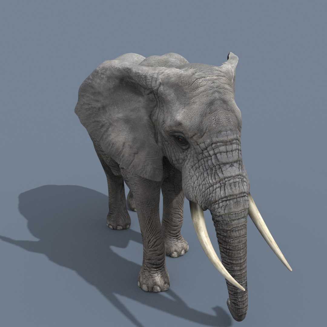 Pro Elephant - Rhino and Hippo TRIO 8K 3D model https://p.turbosquid.com/ts-thumb/7d/Hkj3uZ/2u/10/jpg/1765907597/1920x1080/fit_q87/534abade763b6829e4f51ead5ddf72cde0bf42e1/10.jpg