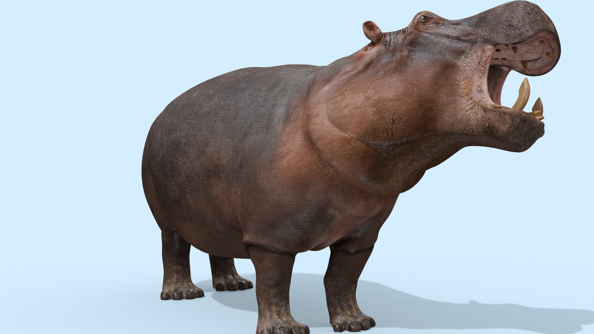Pro Elephant - Rhino and Hippo TRIO 8K 3D model https://p.turbosquid.com/ts-thumb/7d/Hkj3uZ/3g/oui25/jpg/1765907891/1920x1080/fit_q87/c3c9ca5ede3b5e41238fa6db85bdc0cb437331d7/oui25.jpg