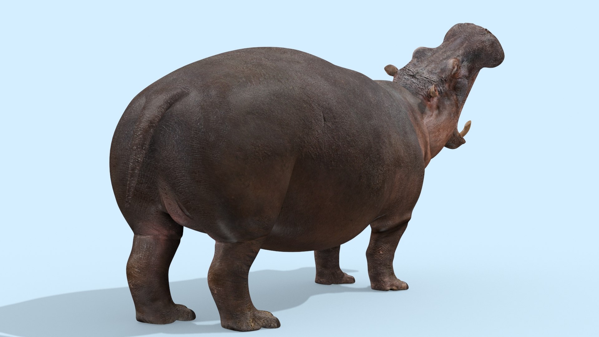 Pro Elephant - Rhino and Hippo TRIO 8K 3D model https://p.turbosquid.com/ts-thumb/7d/Hkj3uZ/47/oui18/jpg/1765907888/1920x1080/fit_q87/467197fb651d611532ab80ede7c04dcaa470f83e/oui18.jpg