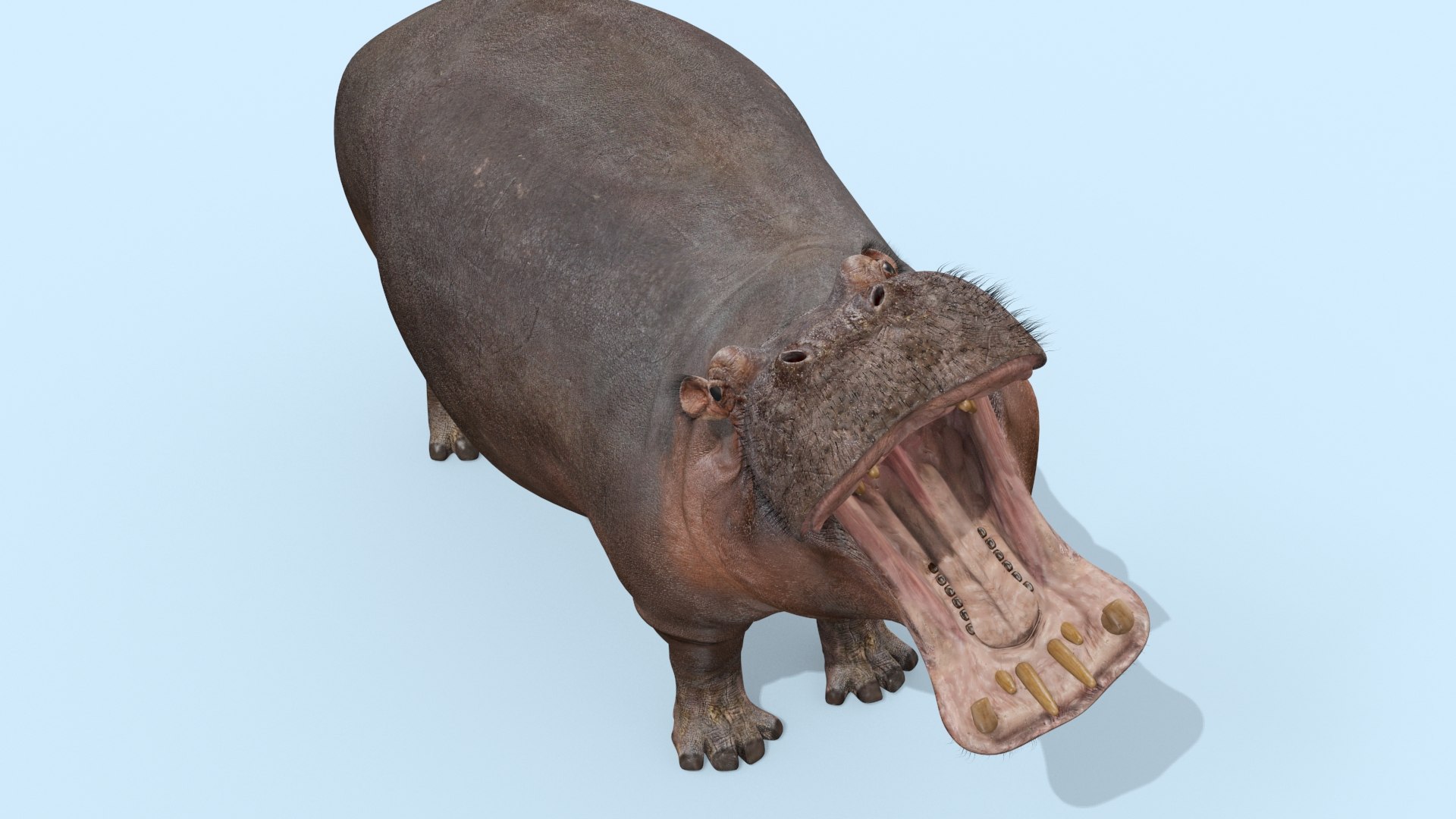 Pro Elephant - Rhino and Hippo TRIO 8K 3D model https://p.turbosquid.com/ts-thumb/7d/Hkj3uZ/5J/oui7/jpg/1765907883/1920x1080/fit_q87/383a84246358eda0402ead019208a82ba1ec809e/oui7.jpg