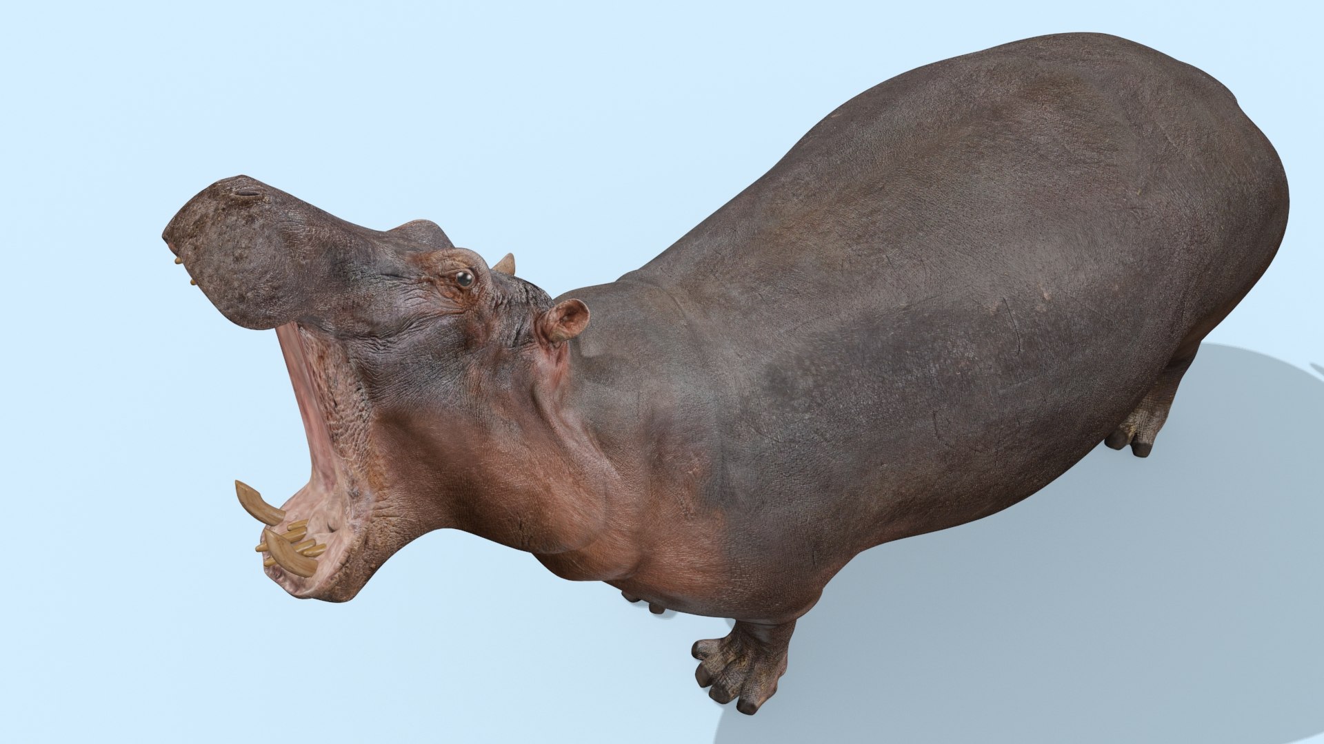 Pro Elephant - Rhino and Hippo TRIO 8K 3D model https://p.turbosquid.com/ts-thumb/7d/Hkj3uZ/8F/oui6/jpg/1765907882/1920x1080/fit_q87/aeb21109ecbd0cb50eda3f85a4f2d21f9c002c87/oui6.jpg