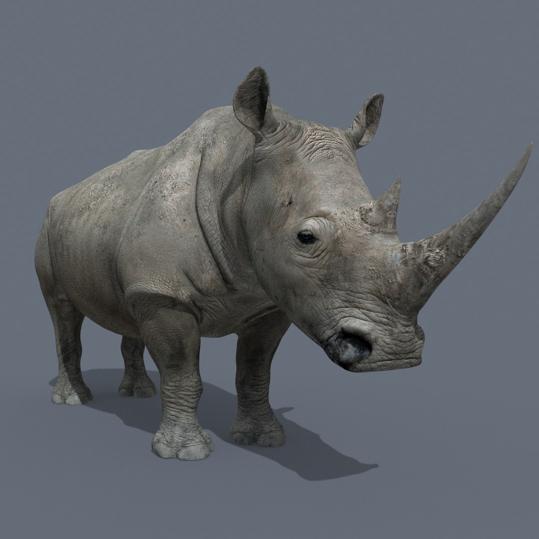 Pro Elephant - Rhino and Hippo TRIO 8K 3D model https://p.turbosquid.com/ts-thumb/7d/Hkj3uZ/9W/34/jpg/1765907838/1920x1080/fit_q87/1aa69bfdae2f4ff4796a8bbe42d2761febfc567e/34.jpg