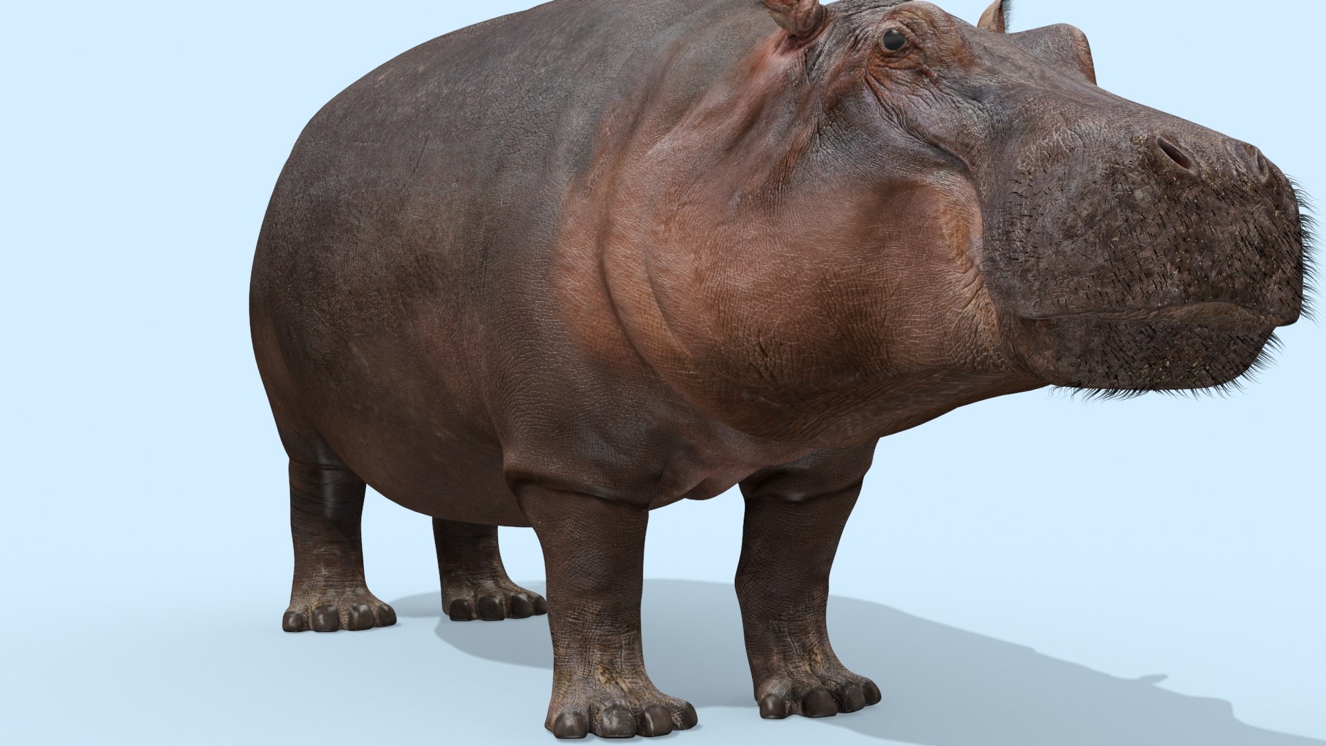 Pro Elephant - Rhino and Hippo TRIO 8K 3D model https://p.turbosquid.com/ts-thumb/7d/Hkj3uZ/Hz/oui9/jpg/1765907884/1920x1080/fit_q87/ce363d018bf477b7103882e9a7b7d5f5e4527c34/oui9.jpg