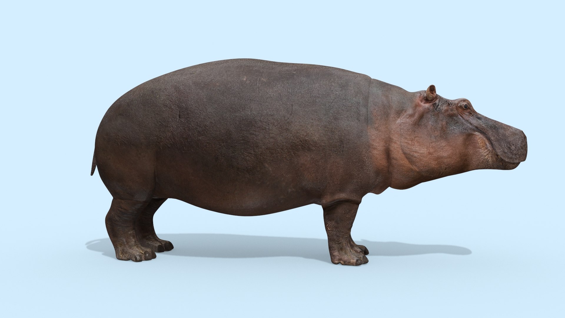 Pro Elephant - Rhino and Hippo TRIO 8K 3D model https://p.turbosquid.com/ts-thumb/7d/Hkj3uZ/JZ/oui20/jpg/1765907889/1920x1080/fit_q87/616a04724ec06ad059349c4f1c1670395c819a96/oui20.jpg