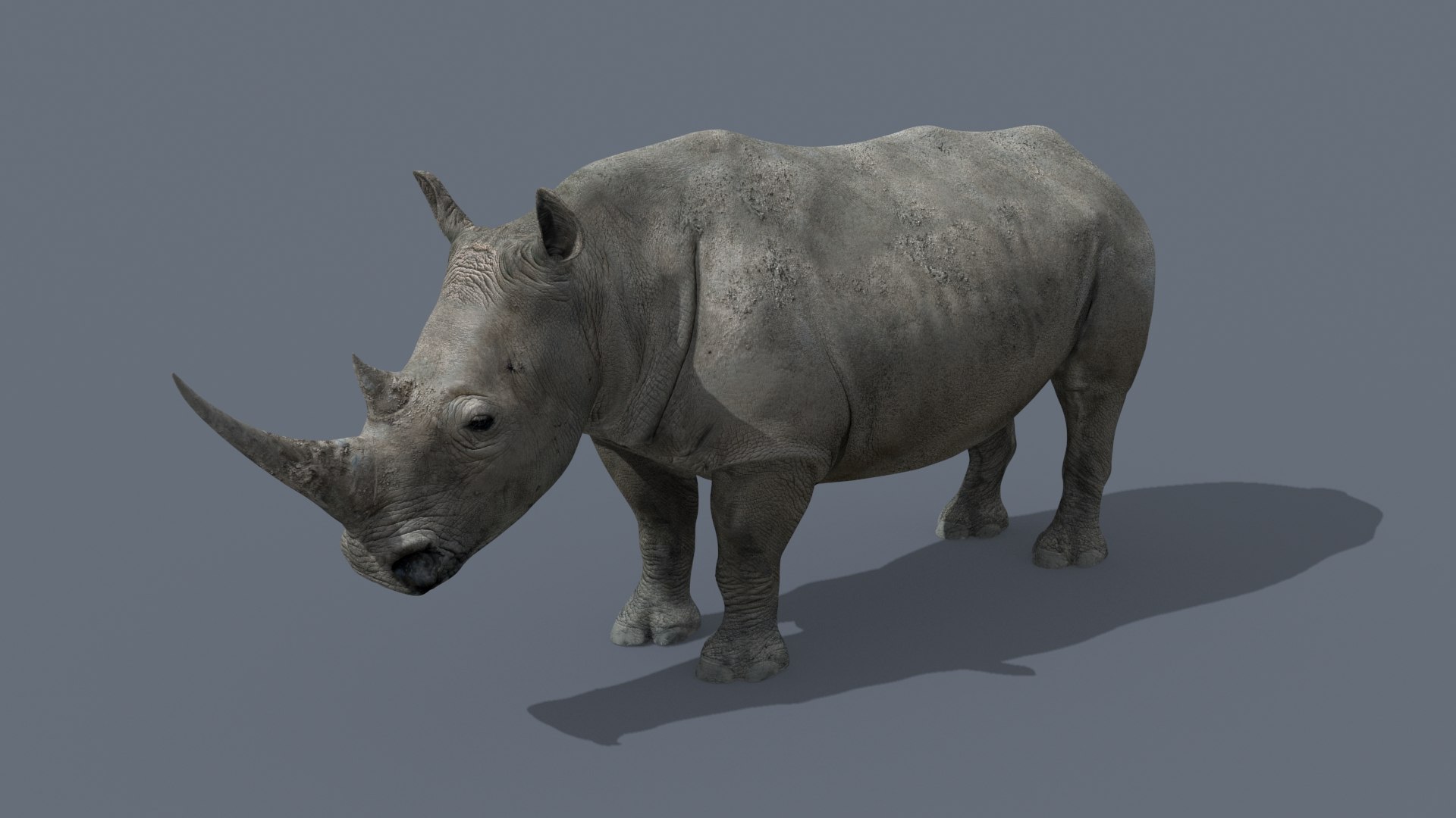 Pro Elephant - Rhino and Hippo TRIO 8K 3D model https://p.turbosquid.com/ts-thumb/7d/Hkj3uZ/Ki/25/jpg/1765907834/1920x1080/fit_q87/6b4bb1934a9831a6023730a341a6245514bed16e/25.jpg