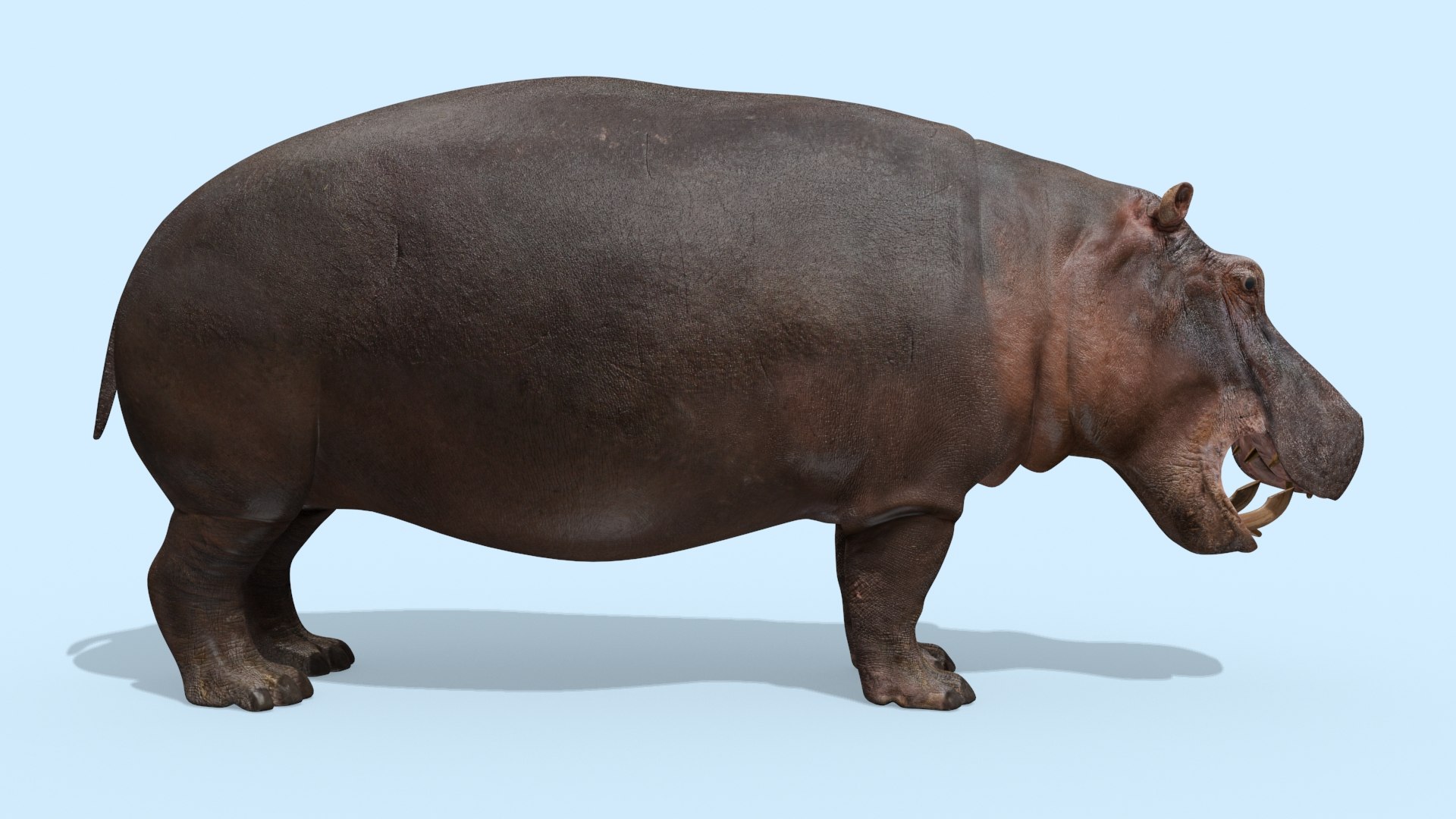 Pro Elephant - Rhino and Hippo TRIO 8K 3D model https://p.turbosquid.com/ts-thumb/7d/Hkj3uZ/LG/oui12/jpg/1765907885/1920x1080/fit_q87/70fd7243d4020e9286866b4e984a54a69e961ba0/oui12.jpg
