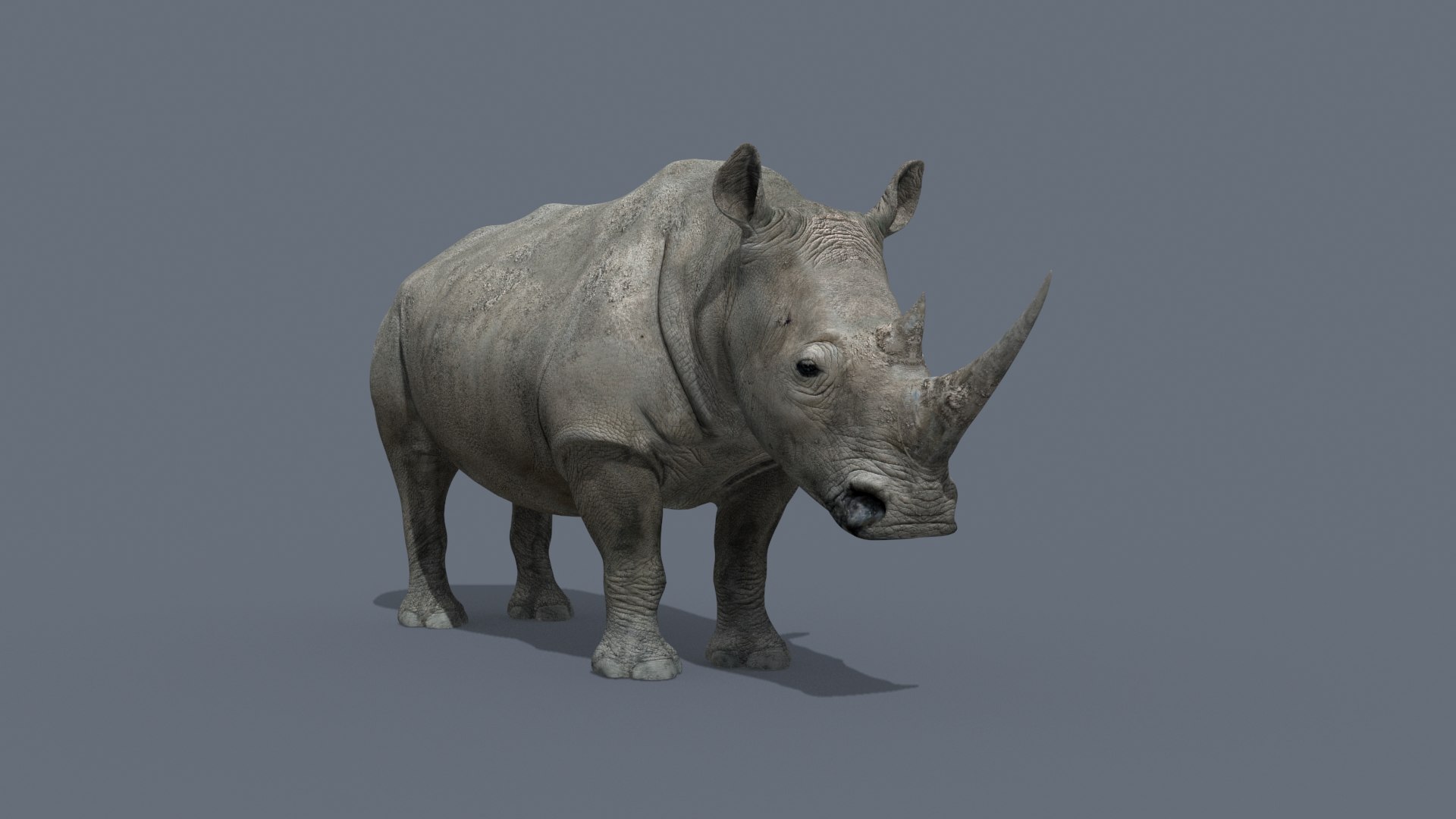 Pro Elephant - Rhino and Hippo TRIO 8K 3D model https://p.turbosquid.com/ts-thumb/7d/Hkj3uZ/Qw/21/jpg/1765907831/1920x1080/fit_q87/a68d2ebdad40366c89fadd2871db2deccbe44d2b/21.jpg
