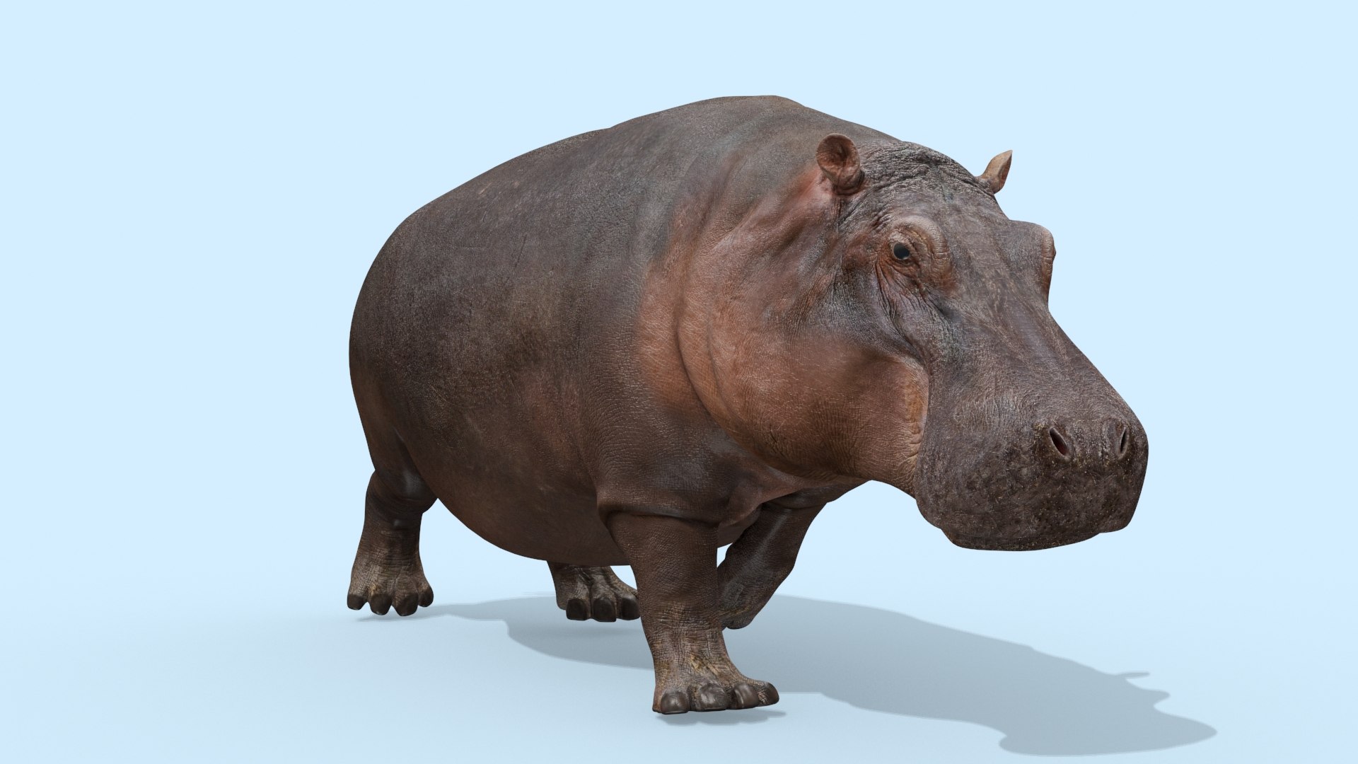 Pro Elephant - Rhino and Hippo TRIO 8K 3D model https://p.turbosquid.com/ts-thumb/7d/Hkj3uZ/Rx/oui22/jpg/1765907890/1920x1080/fit_q87/3491d8c0eec41da42cbbeb8536eb214af0088f87/oui22.jpg