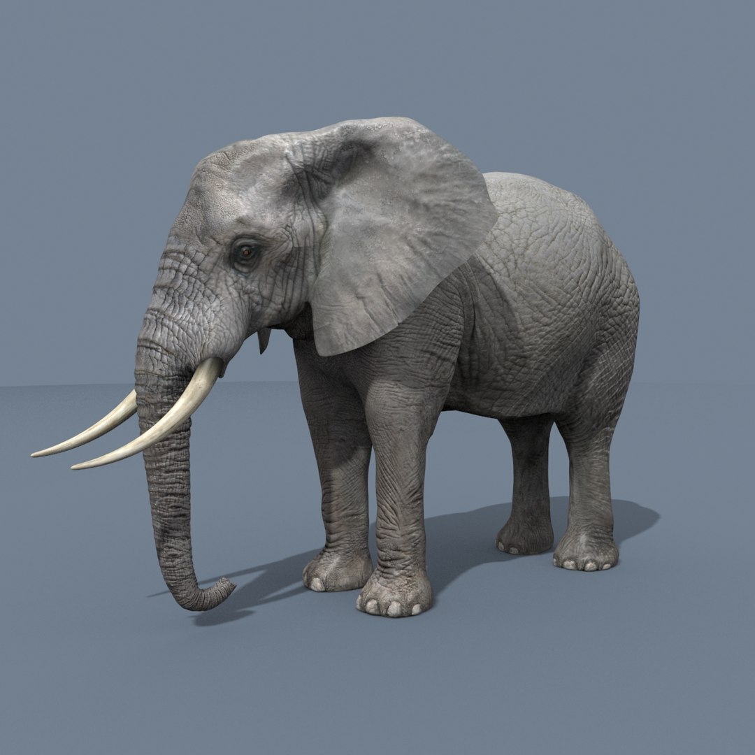 Pro Elephant - Rhino and Hippo TRIO 8K 3D model https://p.turbosquid.com/ts-thumb/7d/Hkj3uZ/T3/0/jpg/1765907592/1920x1080/fit_q87/7edabbe3da740f4858aa9a4247d1820182052b3a/0.jpg
