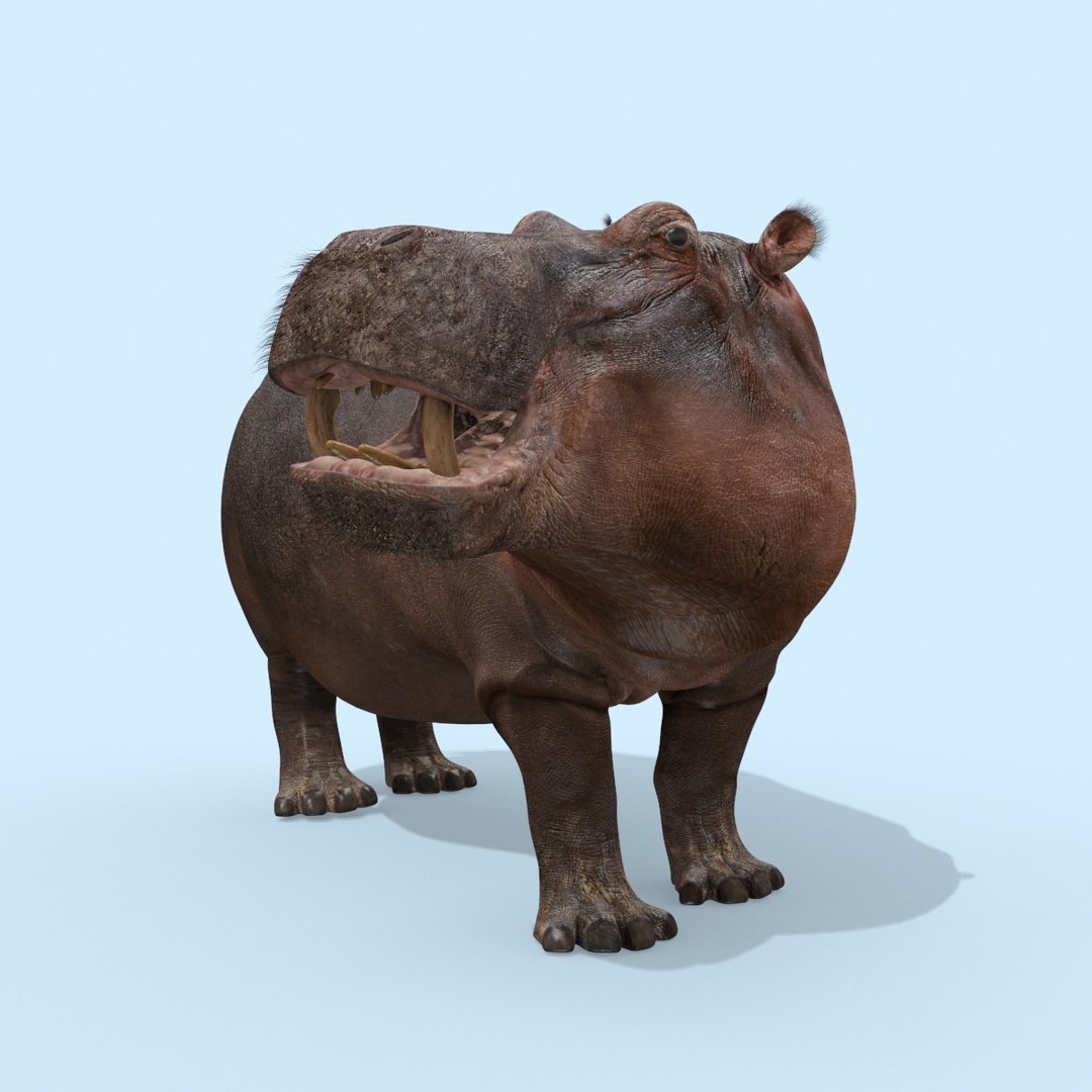 Pro Elephant - Rhino and Hippo TRIO 8K 3D model https://p.turbosquid.com/ts-thumb/7d/Hkj3uZ/Vc/oui1/jpg/1765907880/1920x1080/fit_q87/0b8ee3a4ba8ccb1db49f5f0513f434542335f9f9/oui1.jpg
