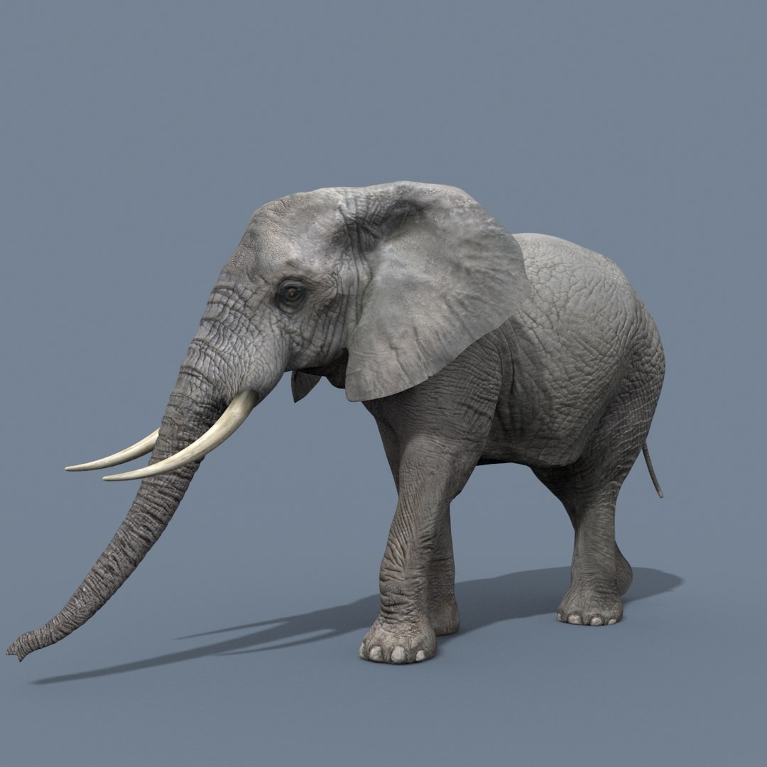 Pro Elephant - Rhino and Hippo TRIO 8K 3D model https://p.turbosquid.com/ts-thumb/7d/Hkj3uZ/Yt/14/jpg/1765907599/1920x1080/fit_q87/2e650c789e94a86456418f506d8ed21191f41e25/14.jpg