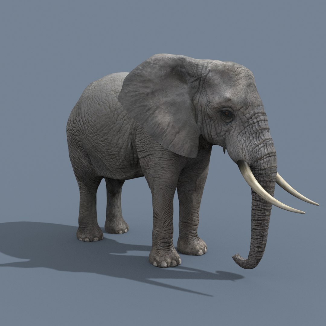 Pro Elephant - Rhino and Hippo TRIO 8K 3D model https://p.turbosquid.com/ts-thumb/7d/Hkj3uZ/di/7/jpg/1765907596/1920x1080/fit_q87/c129fba6b4e54ce2054bec378754bf59d9332ef0/7.jpg