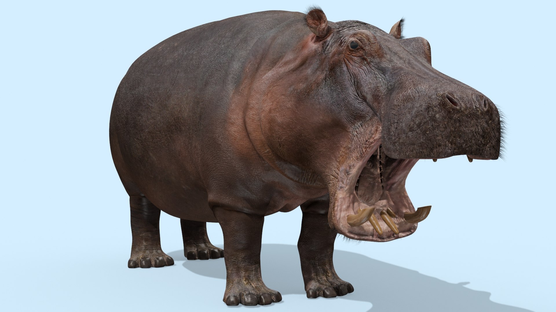 Pro Elephant - Rhino and Hippo TRIO 8K 3D model https://p.turbosquid.com/ts-thumb/7d/Hkj3uZ/eb/oui34/jpg/1765907896/1920x1080/fit_q87/96273eafe6a97974df0b253db890e8915fe125f6/oui34.jpg