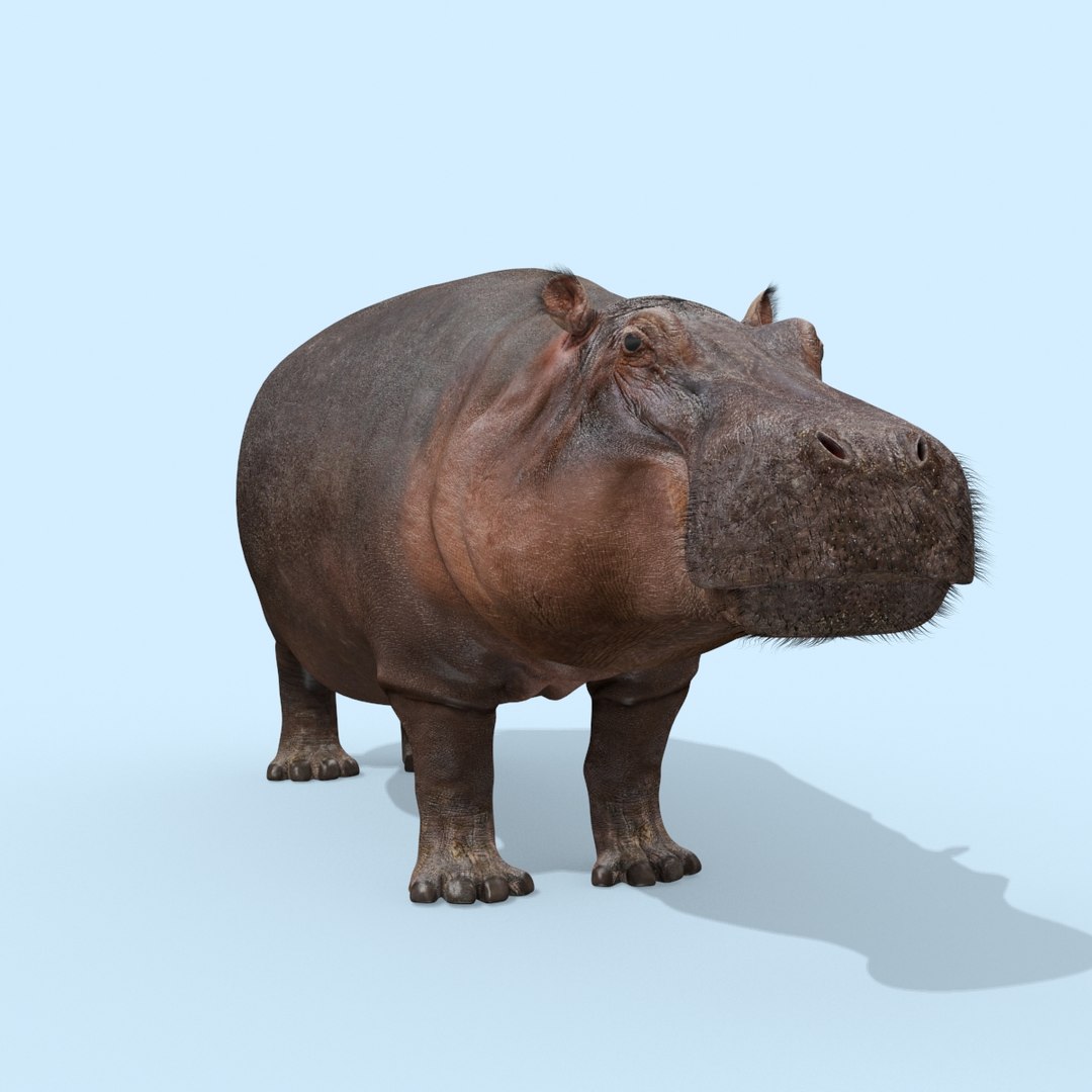 Pro Elephant - Rhino and Hippo TRIO 8K 3D model https://p.turbosquid.com/ts-thumb/7d/Hkj3uZ/gi/oui24/jpg/1765907891/1920x1080/fit_q87/42965de1cb73f74ed964f236d097ac527c142af9/oui24.jpg