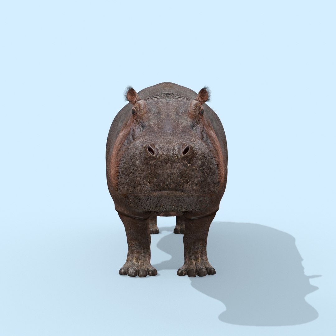 Pro Elephant - Rhino and Hippo TRIO 8K 3D model https://p.turbosquid.com/ts-thumb/7d/Hkj3uZ/lZ/oui13/jpg/1765907885/1920x1080/fit_q87/92f0309000f1aff64183a4e950a583b78f938d9a/oui13.jpg