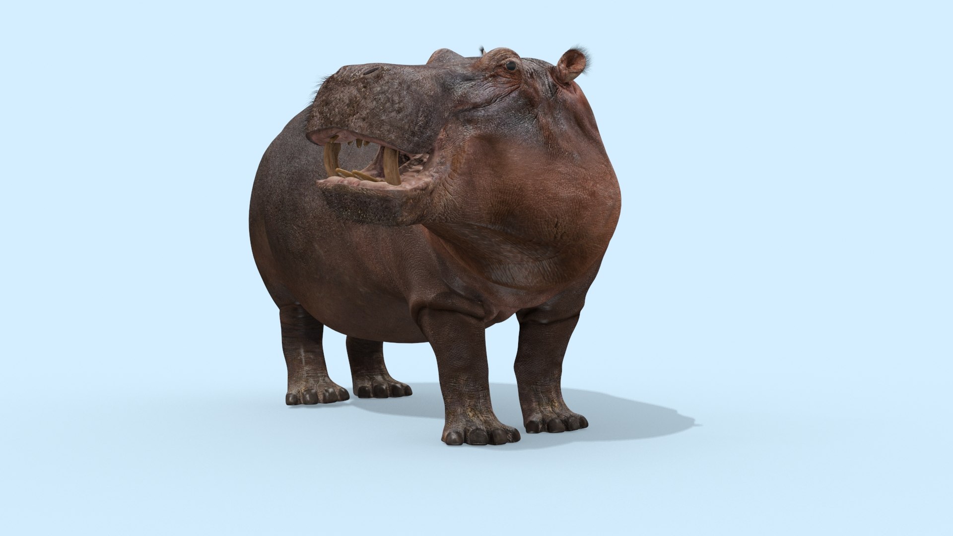 Pro Elephant - Rhino and Hippo TRIO 8K 3D model https://p.turbosquid.com/ts-thumb/7d/Hkj3uZ/m8/oui19/jpg/1765907888/1920x1080/fit_q87/cbf85ca667b62054b45a06583ad55b19cec10778/oui19.jpg