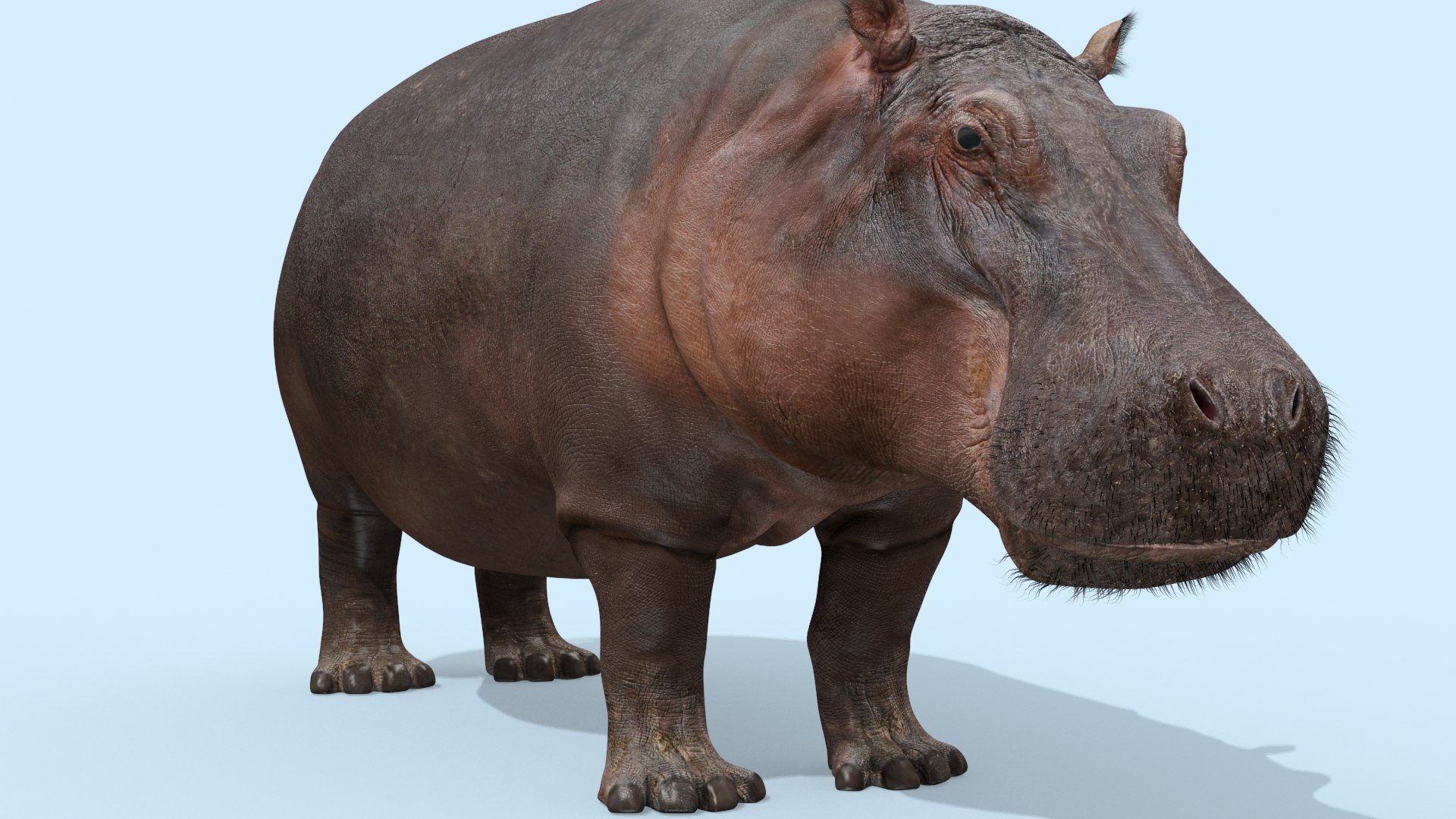 Pro Elephant - Rhino and Hippo TRIO 8K 3D model https://p.turbosquid.com/ts-thumb/7d/Hkj3uZ/mg/oui5/jpg/1765907882/1920x1080/fit_q87/c57f1dcebd17237177e06f943930dd98e44d5482/oui5.jpg