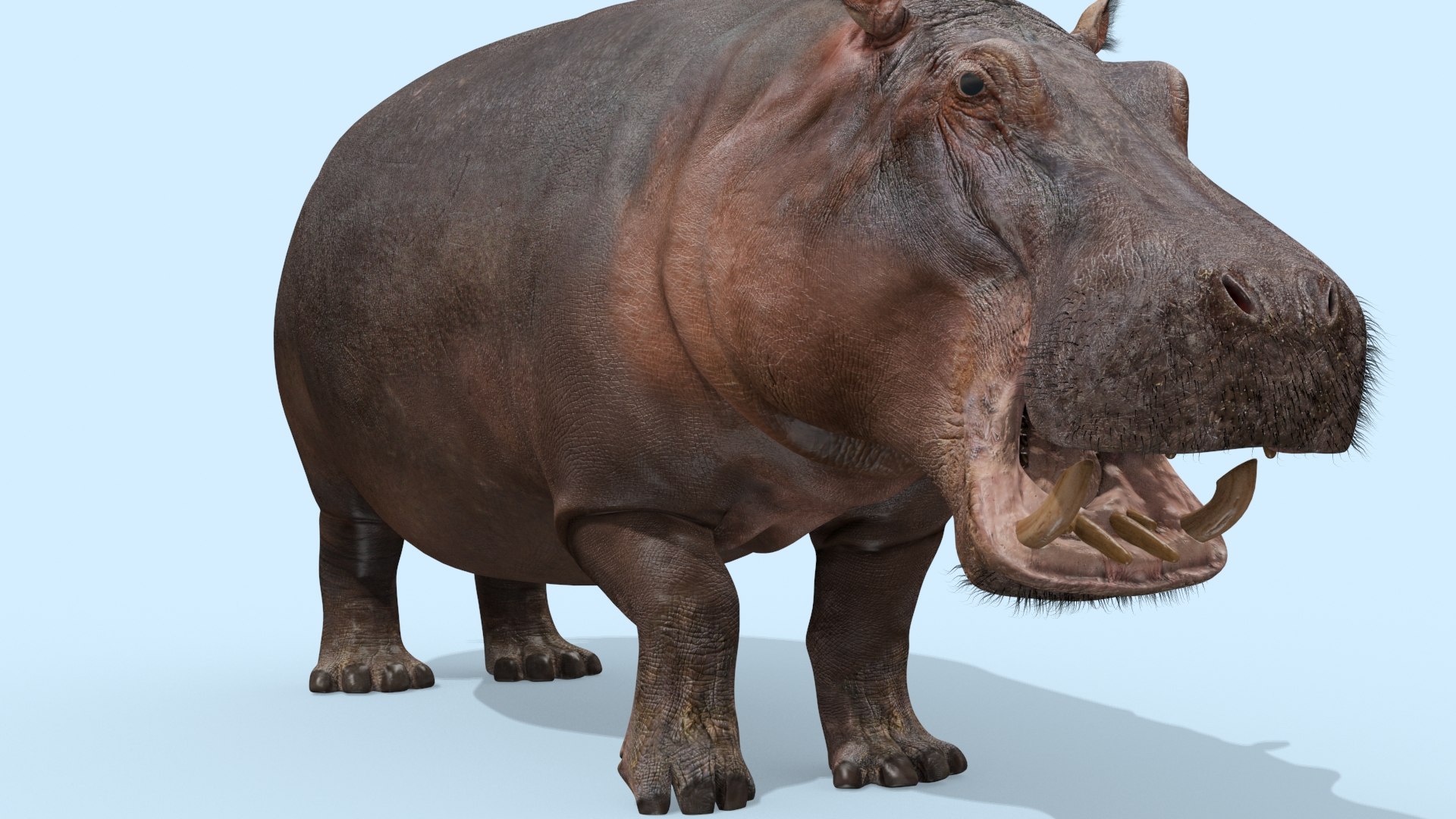 Pro Elephant - Rhino and Hippo TRIO 8K 3D model https://p.turbosquid.com/ts-thumb/7d/Hkj3uZ/ms/oui11/jpg/1765907885/1920x1080/fit_q87/f7474976b72250c731481eaf3ece769e02b71646/oui11.jpg