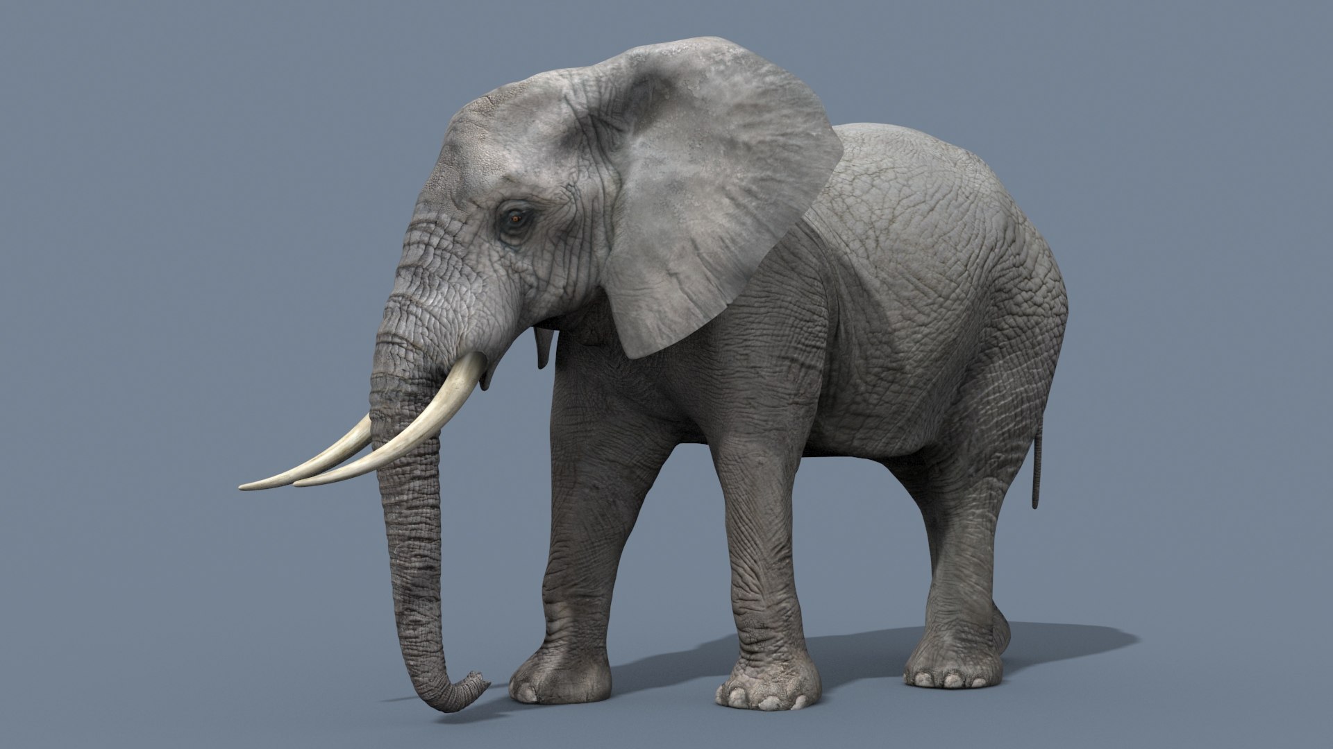 Pro Elephant - Rhino and Hippo TRIO 8K 3D model https://p.turbosquid.com/ts-thumb/7d/Hkj3uZ/sI/15/jpg/1765907600/1920x1080/fit_q87/39ed0bec3987abf6bf4ae5e155a1cca000f280e7/15.jpg