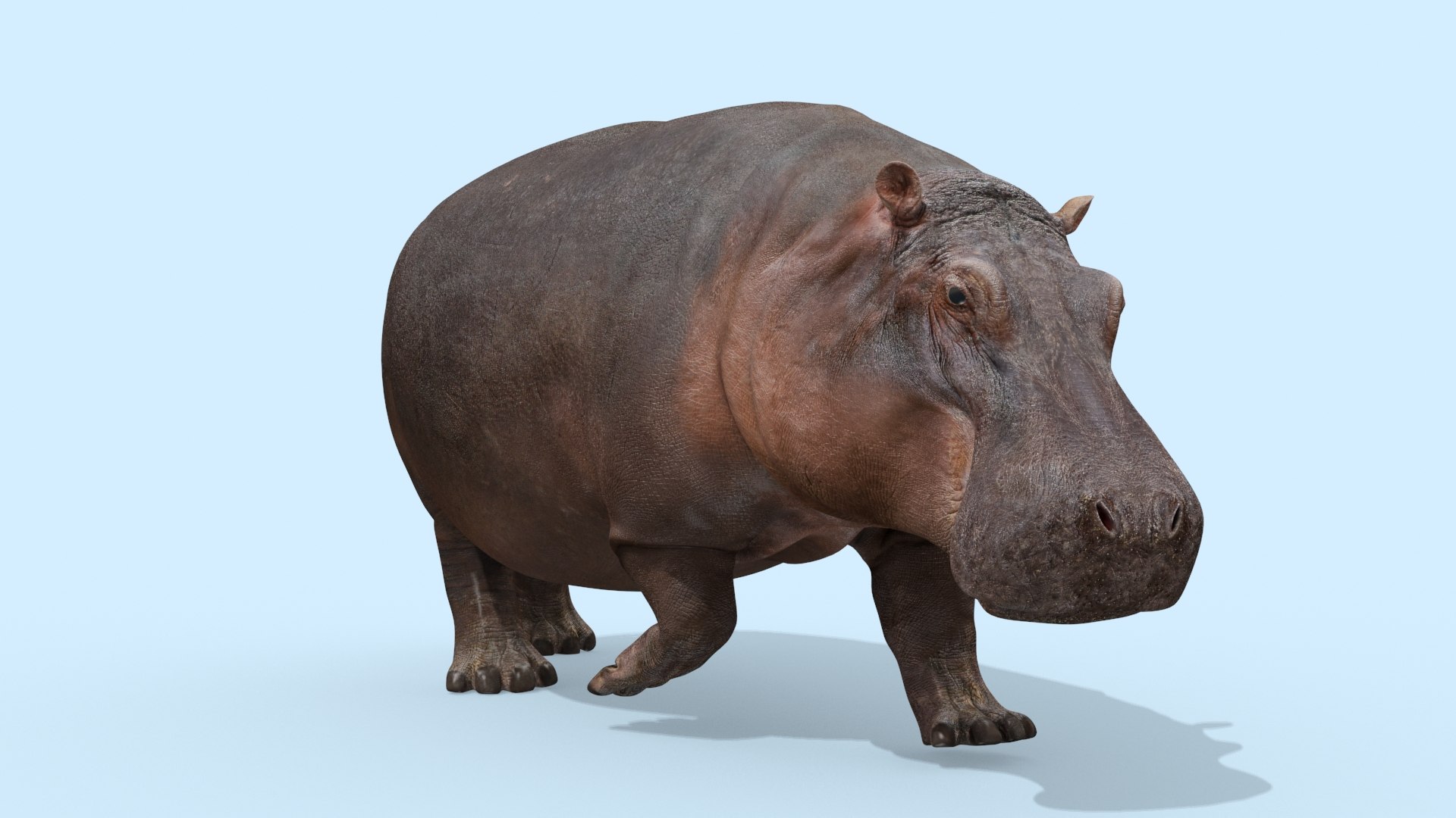 Pro Elephant - Rhino and Hippo TRIO 8K 3D model https://p.turbosquid.com/ts-thumb/7d/Hkj3uZ/ts/oui2/jpg/1765907880/1920x1080/fit_q87/4b4ff6c7e89dc3c8c0d32c77d886a7c1d78fe820/oui2.jpg