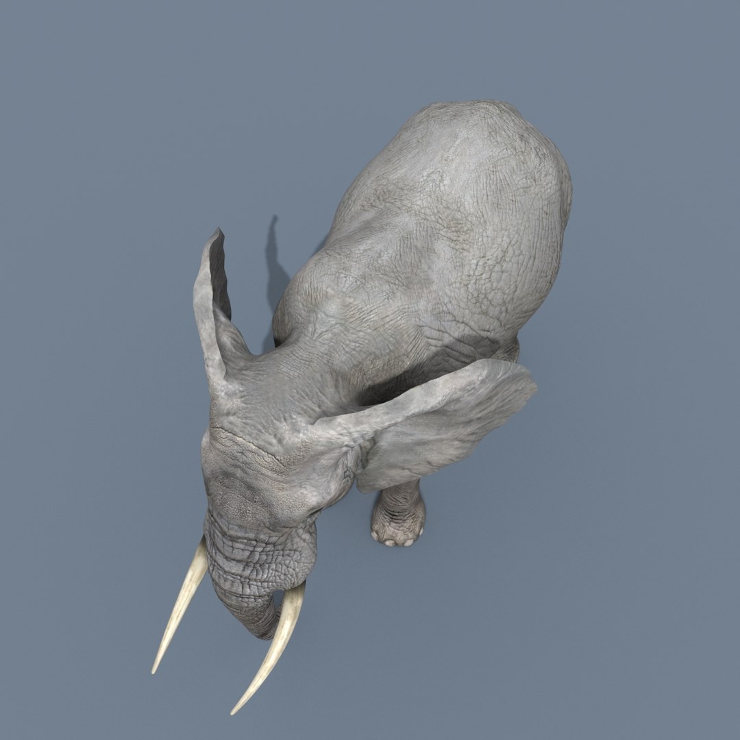 Pro Elephant - Rhino and Hippo TRIO 8K 3D model https://p.turbosquid.com/ts-thumb/7d/Hkj3uZ/ty/6/jpg/1765907595/1920x1080/fit_q87/a275dcf5cdd794e15fc408ef843f6263d169f1dc/6.jpg