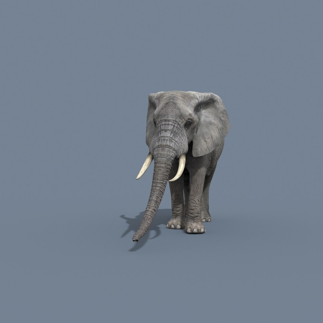 Pro Elephant - Rhino and Hippo TRIO 8K 3D model https://p.turbosquid.com/ts-thumb/7d/Hkj3uZ/xm/11/jpg/1765907598/1920x1080/fit_q87/c8989b6ea344e48d2a9a5952f50a5aa1bd26c7da/11.jpg