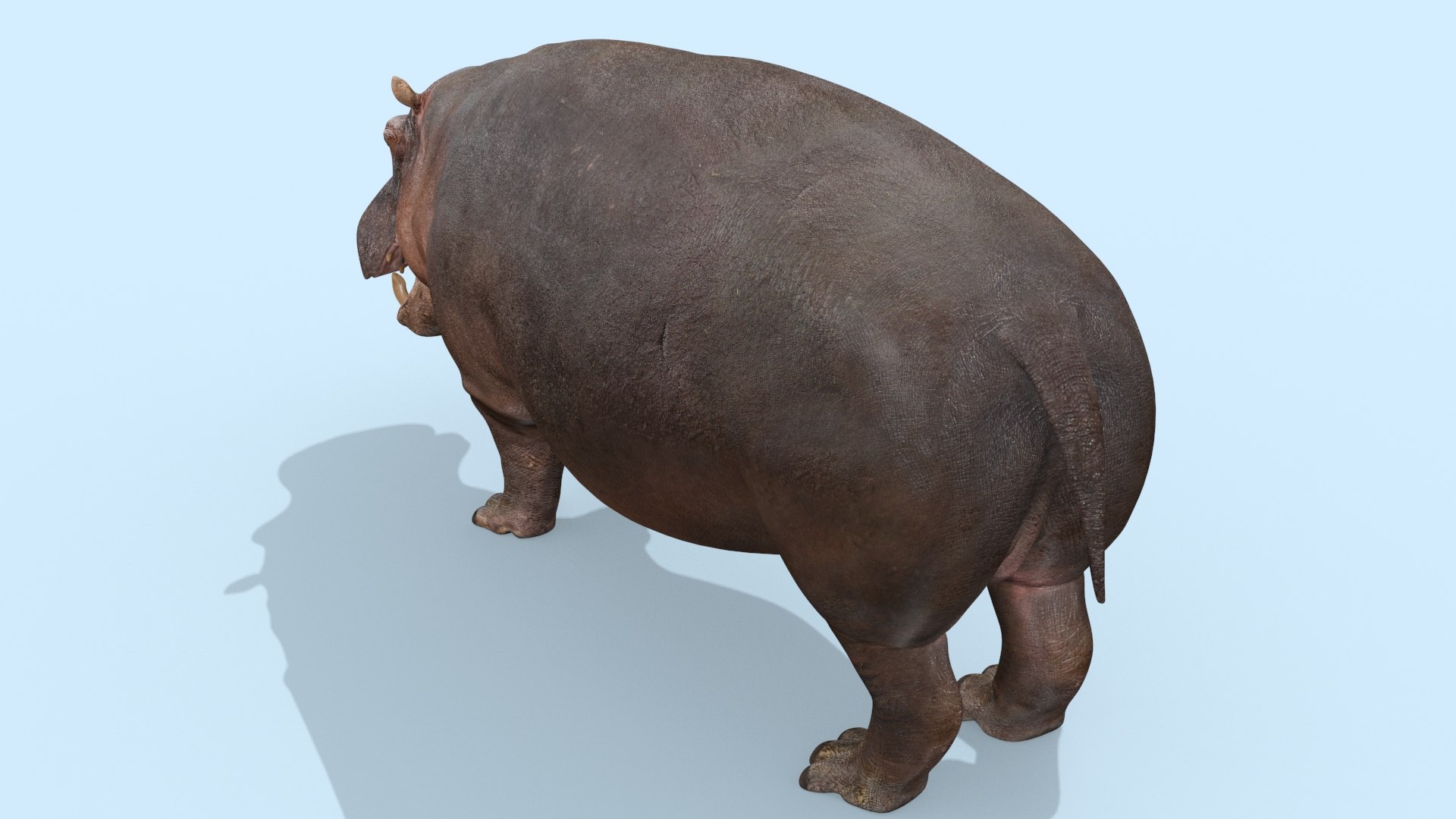 Pro Elephant - Rhino and Hippo TRIO 8K 3D model https://p.turbosquid.com/ts-thumb/7d/Hkj3uZ/y2/oui17/jpg/1765907887/1920x1080/fit_q87/15214c18f9bd4b63ccc92cd10dbca91137263567/oui17.jpg
