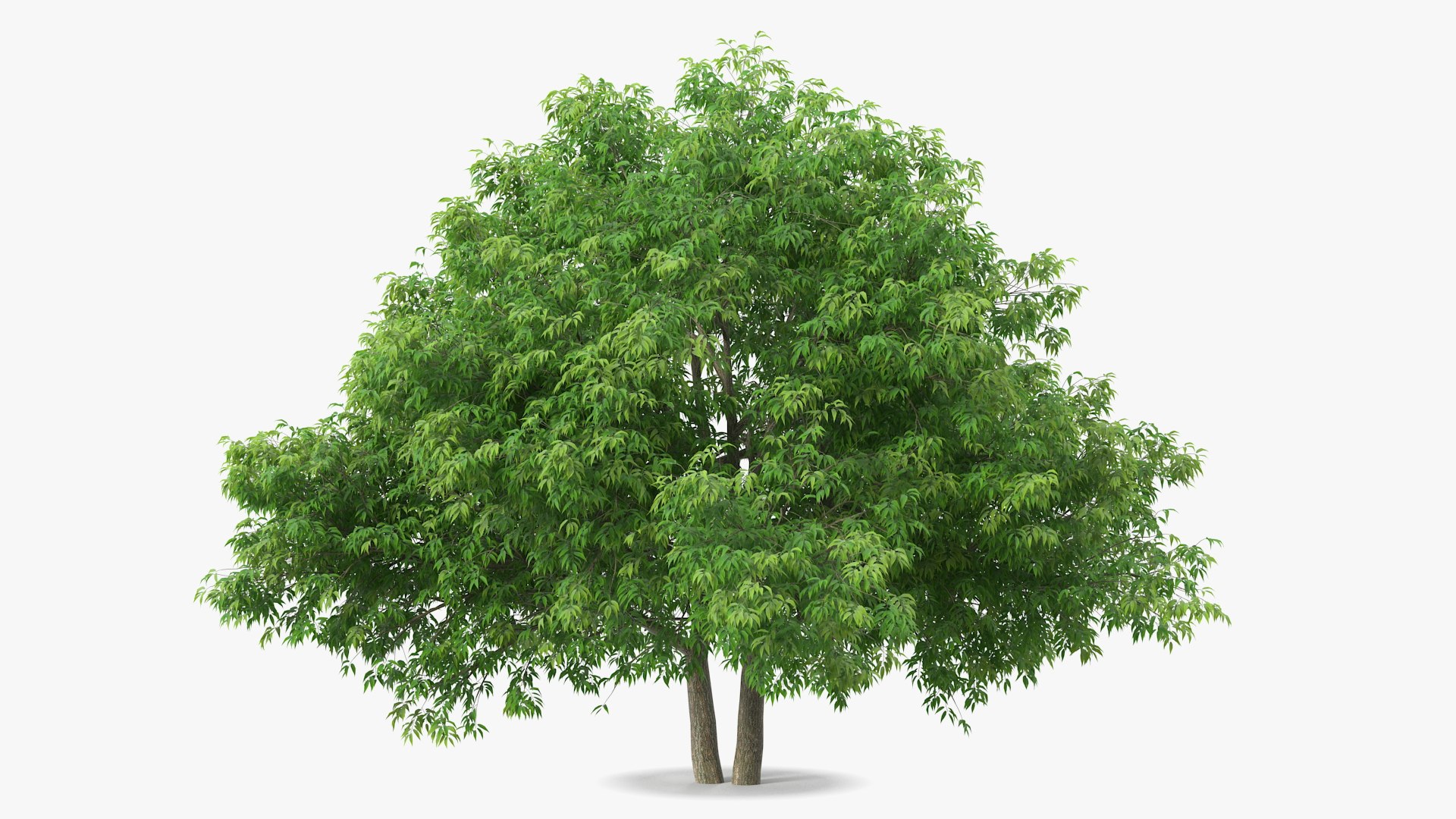 American Elderberry Tree 3D model preview