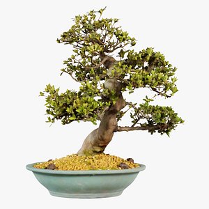 Satsuki Haru No Kaze Bonsai Tree Remastered 3D