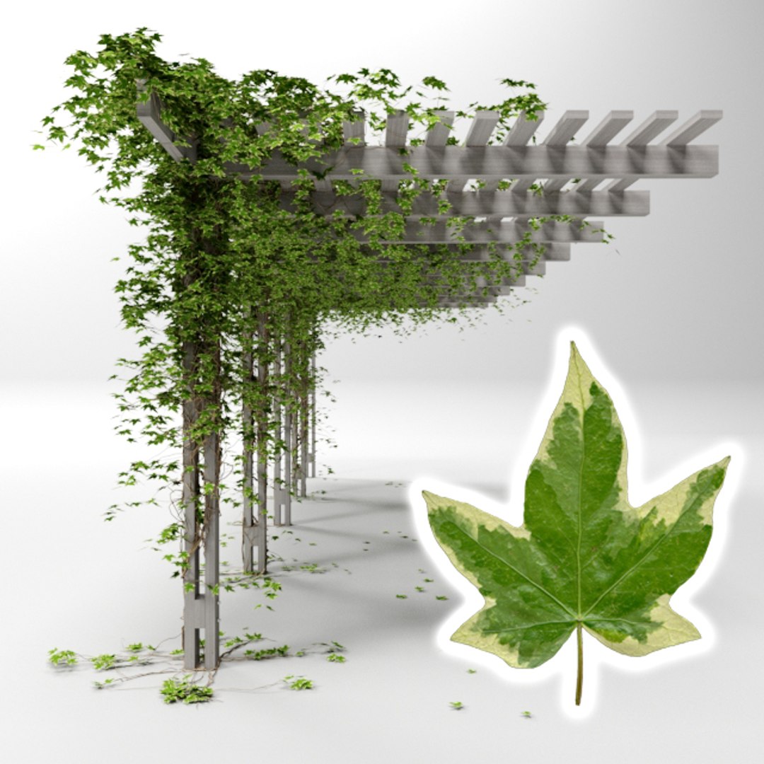 pergola hedera helix goldchild 3D model https://p.turbosquid.com/ts-thumb/7d/fbl4RV/09WGuffw/05/jpg/1571370113/1920x1080/fit_q87/660fbe75231c895584cd7be4d0aff42156390d99/05.jpg