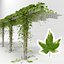 Pérgola con hedera helix goldchild ivy