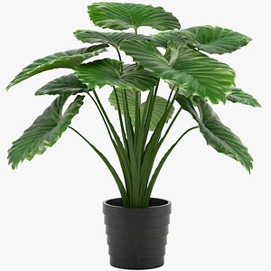 Taro Plant