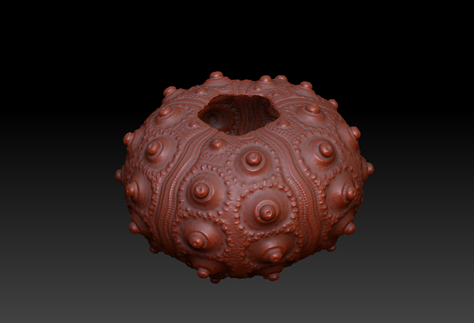 3d Shell Sea Urchin