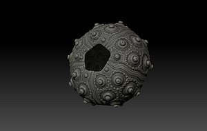 3d shell sea urchin
