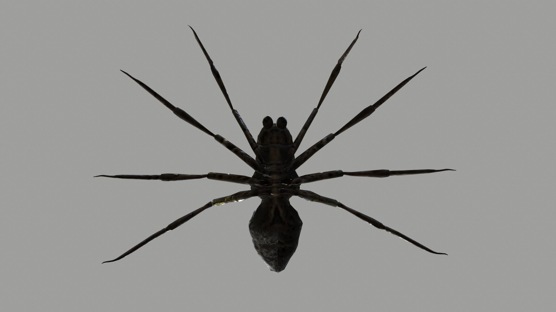 3D Spider - TurboSquid 2347886