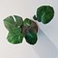 Monstera House Plant High Poly